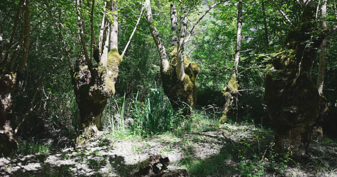 maison de la réserve biologique départementale de Nalliers